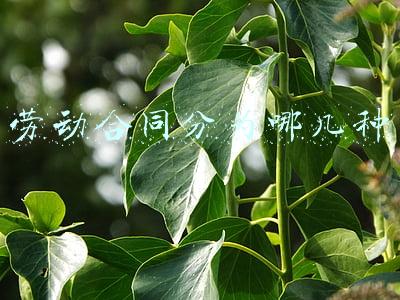 劳动合同分为哪几种固定期限(固定期限劳动合同是多长时间？)