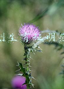 计划生育证明范文