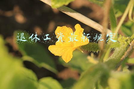 退休工资最新规定