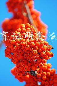 二婚婚育证明怎么写(再婚未生育证明哪里开)