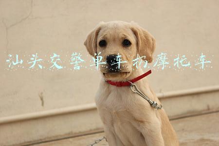 汕头交警单车扔摩托车