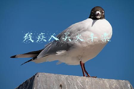 残疾人买火车票