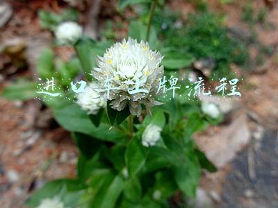 进口车上牌流程