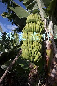 转账支票样本