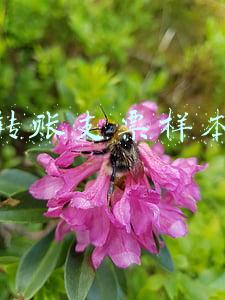 转账支票样本