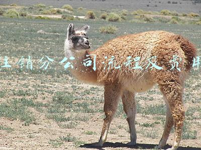 注销分公司流程及费用