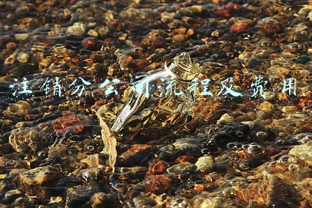 注销分公司流程及费用