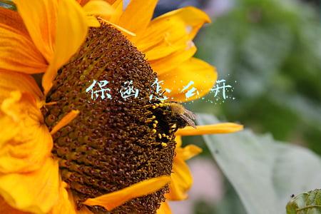 保函怎么开