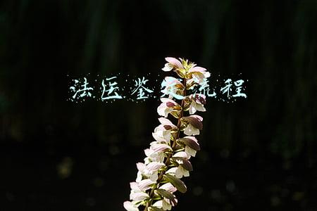 法医鉴定流程