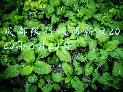 成都限行时间新规2020年8月20日