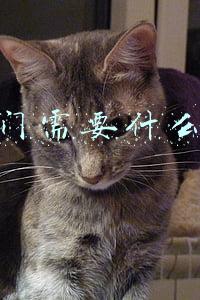 去澳门需要什么手续