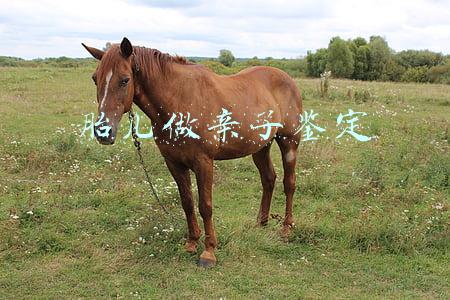胎儿做亲子鉴定