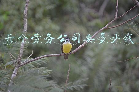 开个劳务公司要多少钱