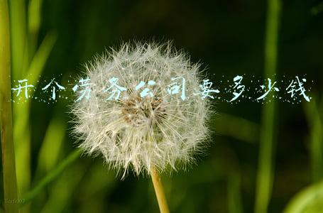 开一家劳务公司需要投资多少钱(想以劳务出资开公司，是否可行，要怎么办)