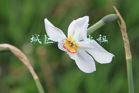 城区房屋出租