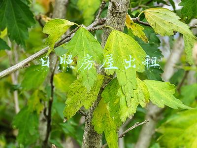 日照房屋出租最新消息(事关市属国企房产出租！市政府办公室最新通知)