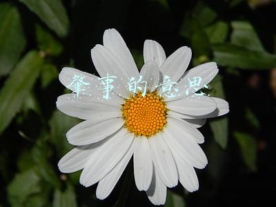 肇事的意思