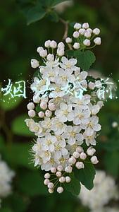 新婚姻法婚前财产