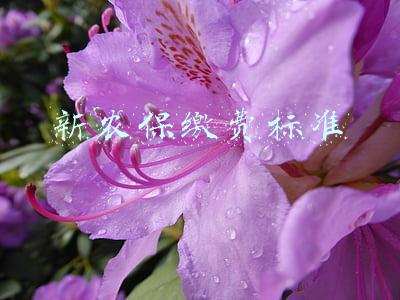 新农保缴费标准