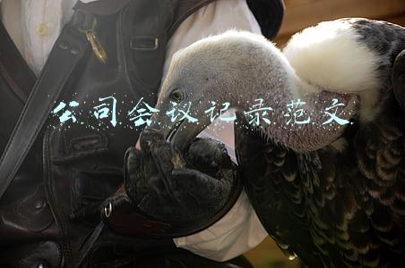 公司会议记录范文(共10篇)(公文写作 | 会议记录的写作格式与规范)