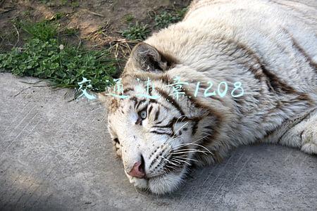 交通违章1208