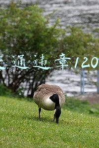 交通违章1208