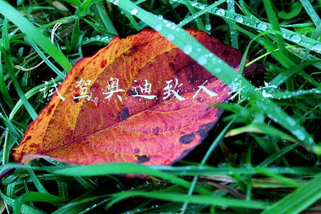 试驾奥迪致人身亡