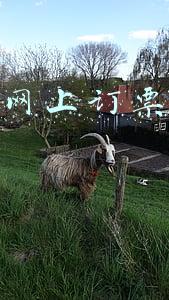 火车票网上订票怎么取票