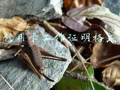 信用卡工作证明格式
