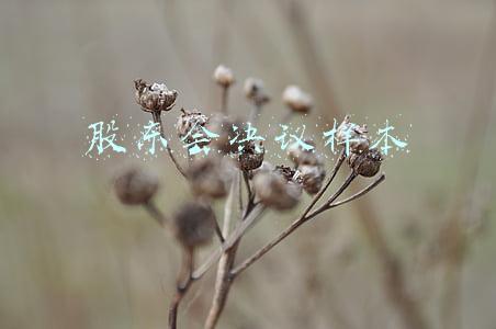 股东会决议样本