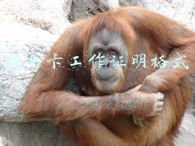 信用卡工作证明格式