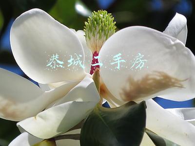 恭城二手房