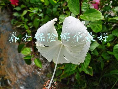 养老保险哪个最好