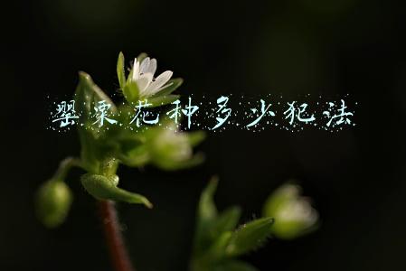 罂粟花种多少犯法