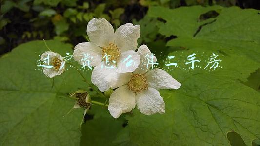 过户费怎么算二手房