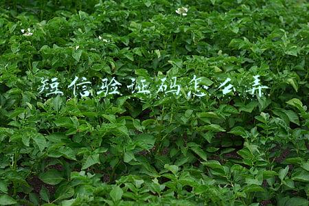 短信验证码怎么弄