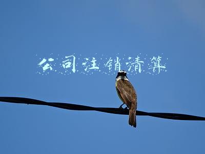 公司注销清算