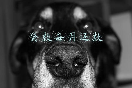 贷款每月还款