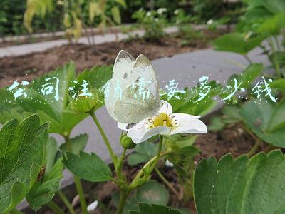 公司注销需要多少钱