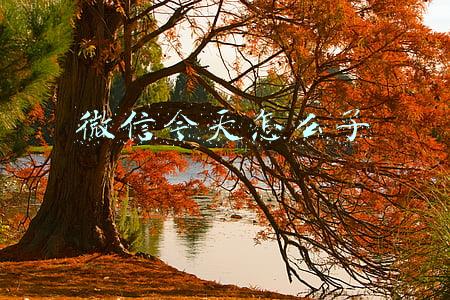 微信今天怎么了