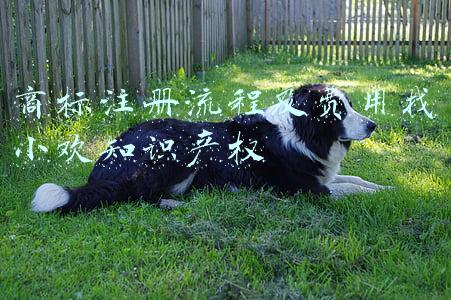 商标注册流程及费用找小欢知识产权