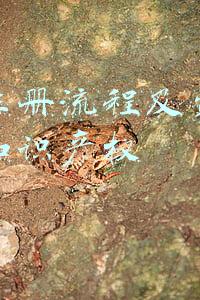 商标注册流程及费用找小欢知识产权