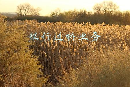 银行过桥业务合法吗(快讯｜涉违规以“过桥贷款”形式变相收费等七项违法行为 龙湾农商银行被罚265万元)