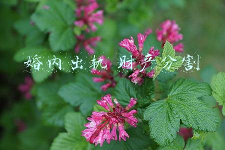 婚内出轨 财产分割