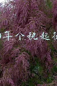 2010年个税起征点