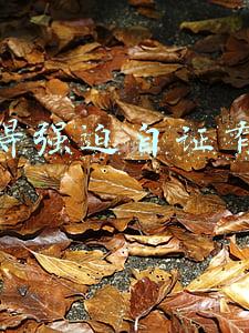 不得强迫自证有罪