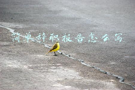 简单辞职报告怎么写