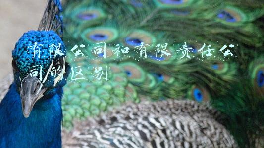 有限公司和有限责任公司的区别