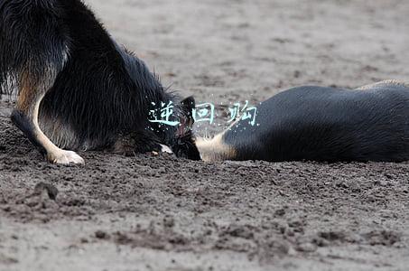 逆回购