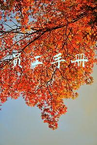 员工手册